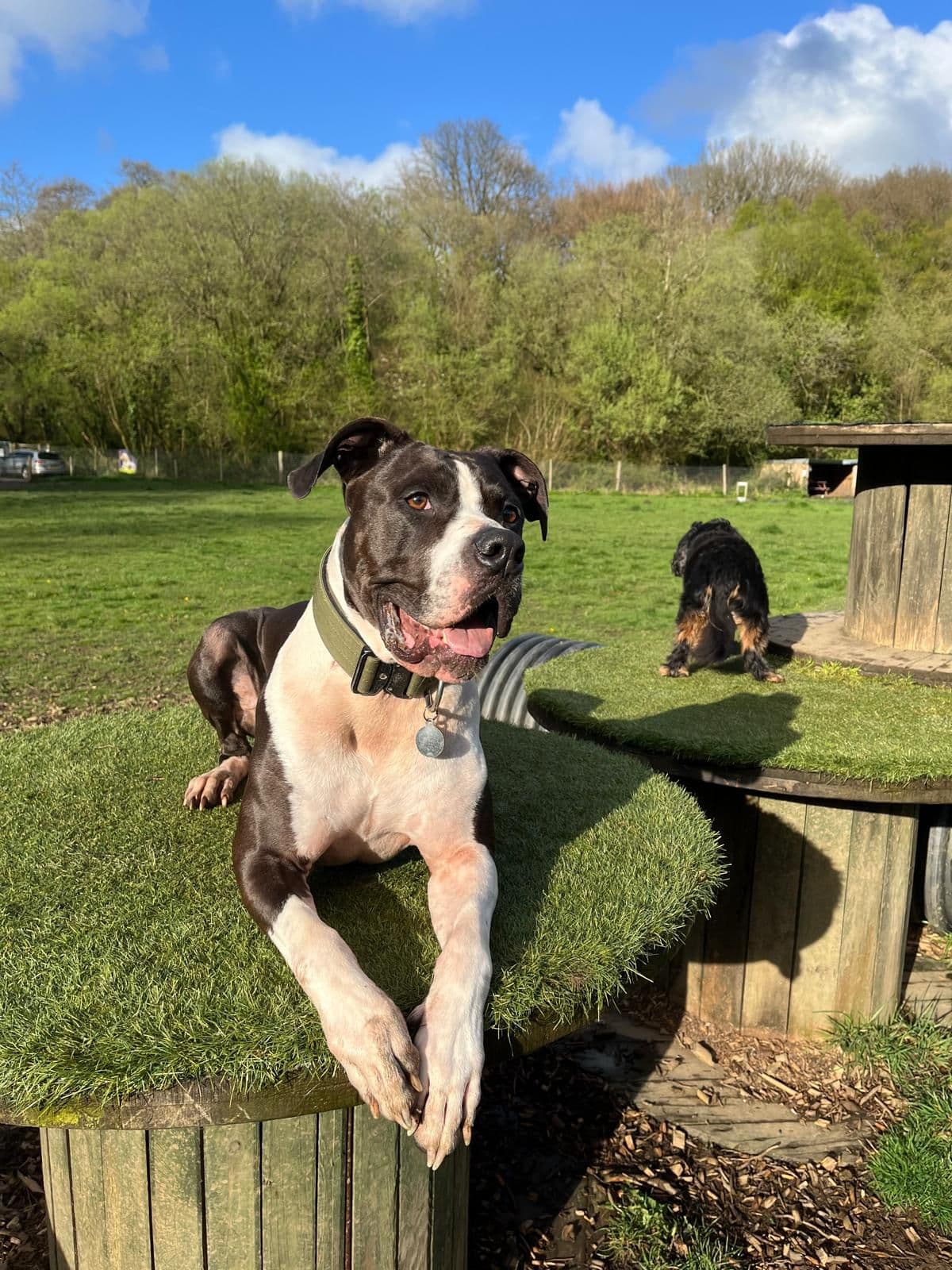Buster